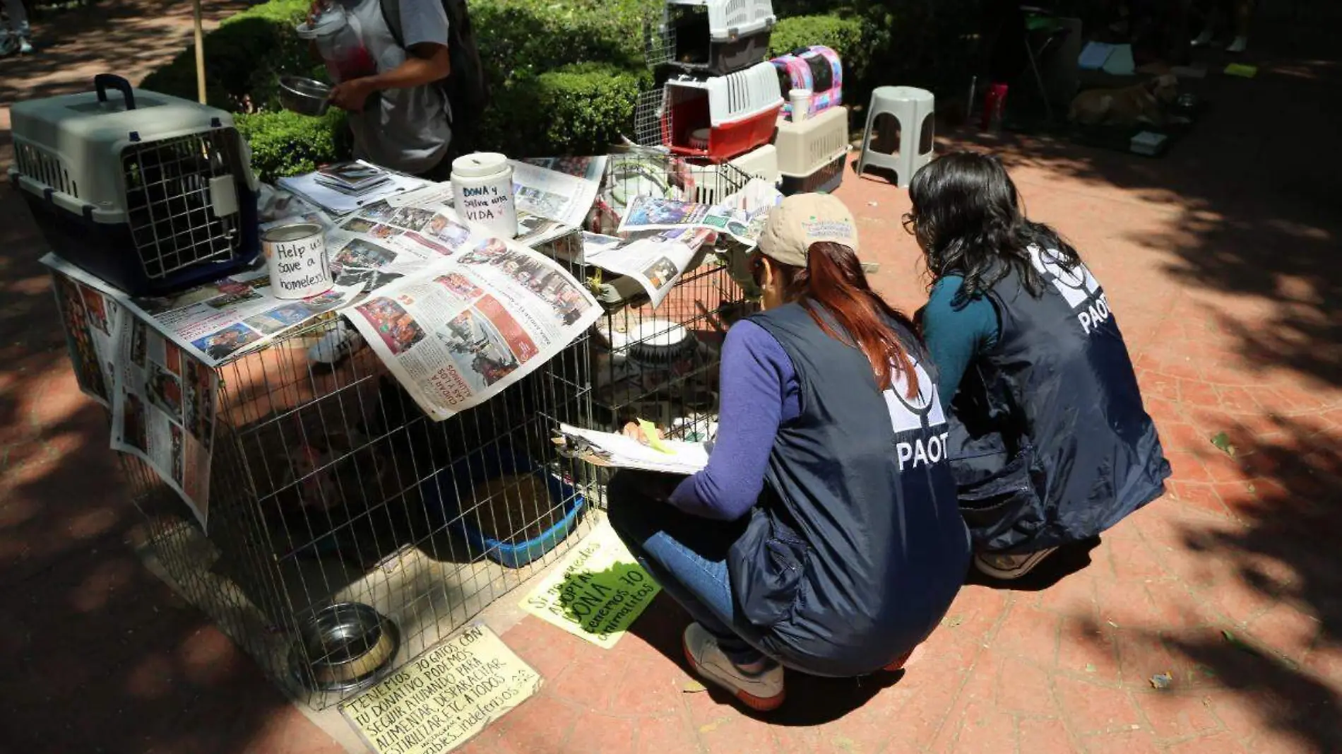 Maltrato animal Parque México  (2)